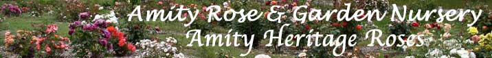 Amity Rose & Garden Nursery - Amity Heritage Roses