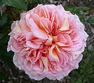 Abraham Darby