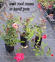 Amity Nursery Plants in Bands