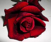 Velvet Fragrance