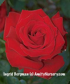 Ingrid+bergman+rose