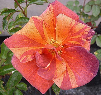 tiger striped roses