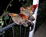 Chickens Roosting